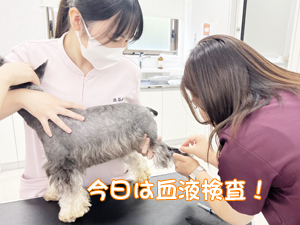 血液検査と健康チェック！